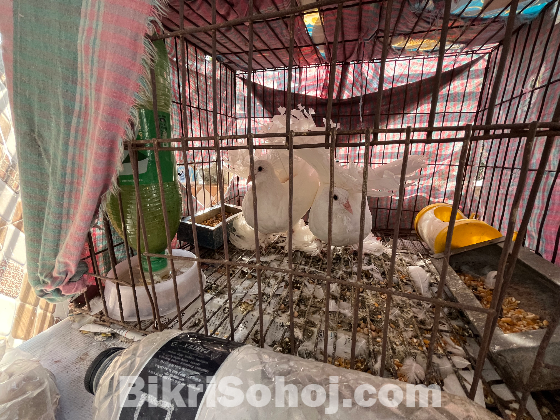 লক্ষা/ময়ূরী কবুতর